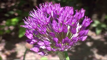 "Van knop tot bloem", de uienbol