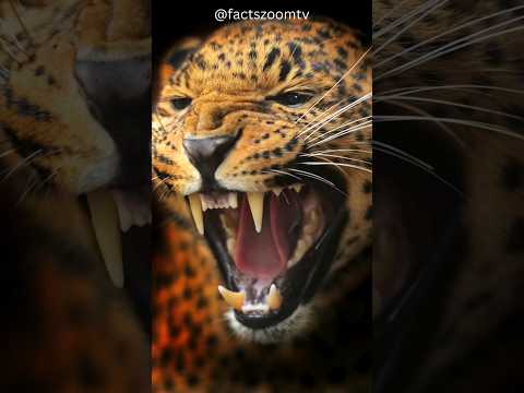 Video: Leopardo dell'Amur Far East: descrizione, foto