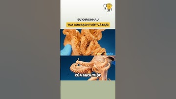 Sự khác nhau tua của bạch tuột và mực #shorts #facts