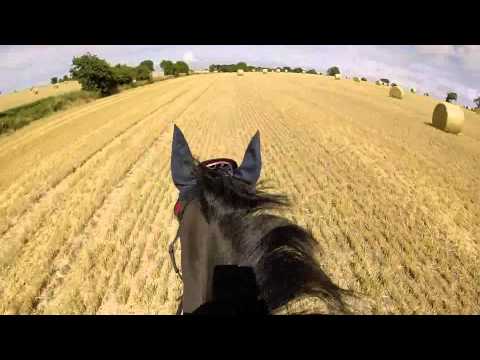 Galloping across Stubble field 😂, go pro camera