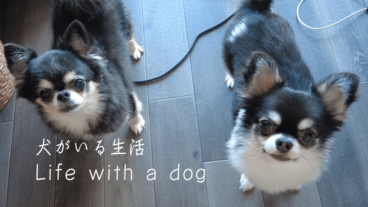 犬がいる生活 Life With Dogs Youtube