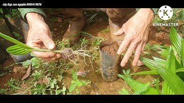 ươm cau mọc 100% rất dễ|cách ươm cau  giống |cách chăm sóc cây cau