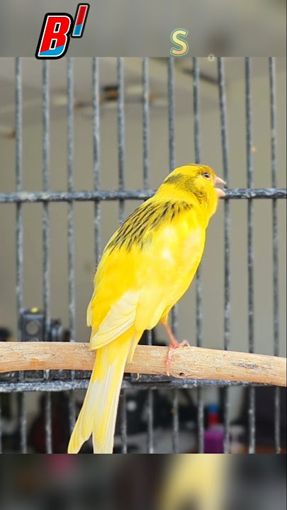 Best Of Singing Canaries #birds #birdsong #competition #kicaumania #magpie