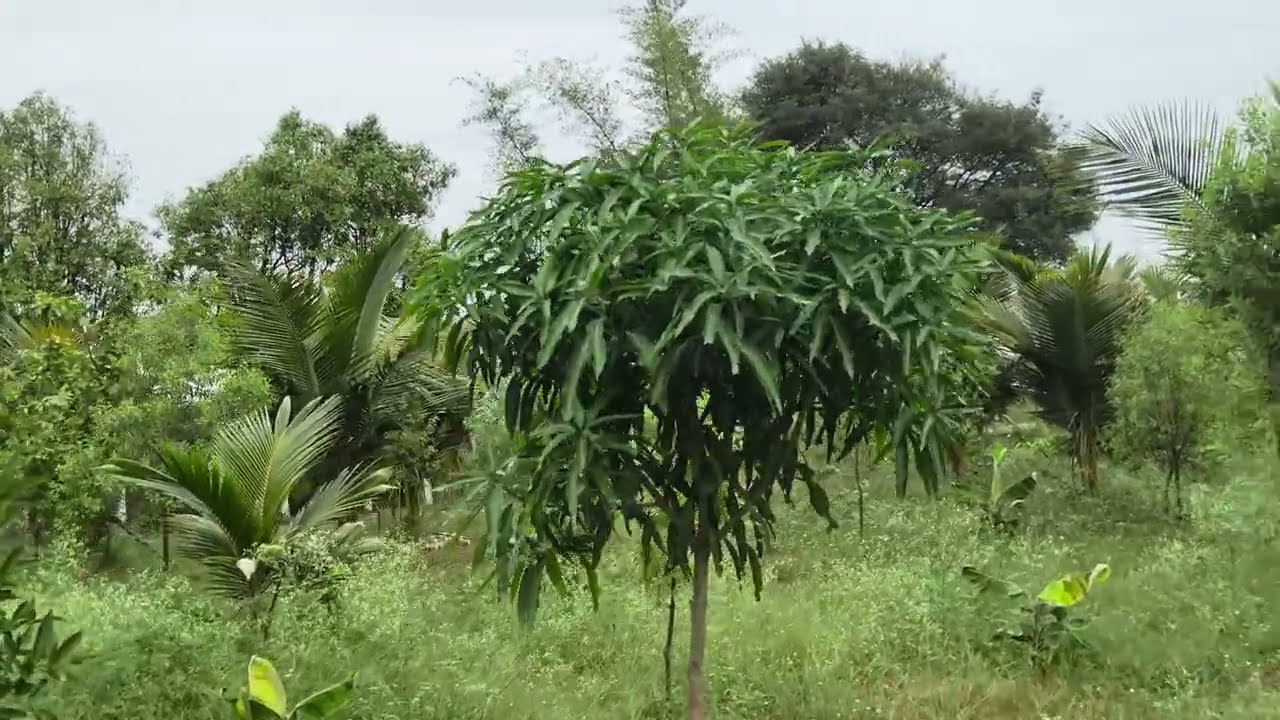 2acre Ready farm land for sale in Gundlupet 👉plz call 👉7411916904👉Mysore 60km Bangalore 👉190km