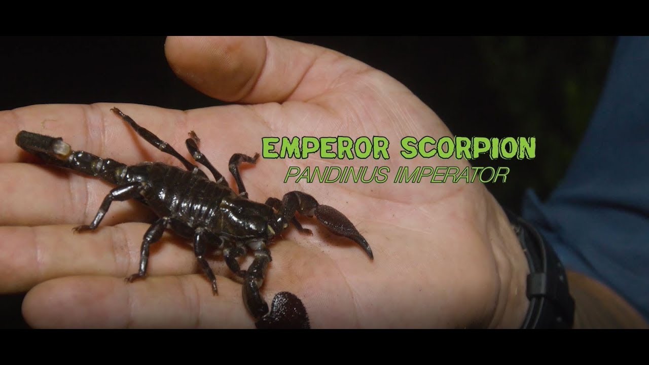 Emperor Scorpion: Zilla Beyond the Glass -- Season 2, Episode 2