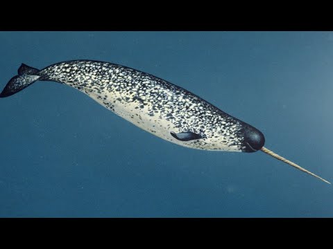 Видео: Риба еднорог: снимка, описание. китова риба еднорог