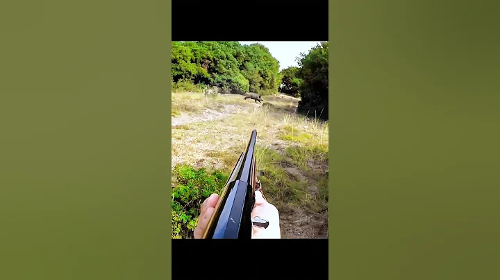 профессиональный охотничий выстрел на дикого кабана #caccia #chasse #cinghiale #wildboar  #hunting