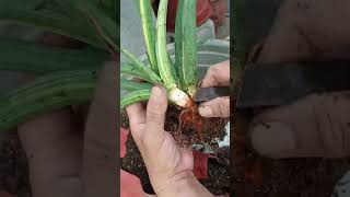 removing old pot and separating pup of variegated Patens Sanseveria