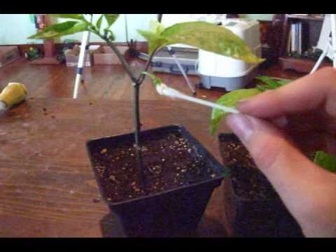 #9 screw EZ how to pollinate indoor vegetables