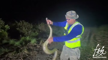 Finding a Python as a Everglades Speed Bump