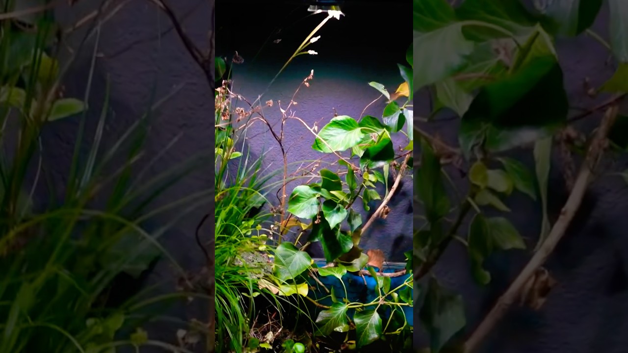 efeu am laufenden meter Hecke am laufenden Meter® Efeu