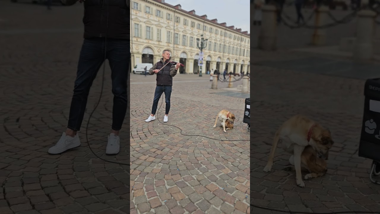 Musical Dog Sings Along with Street Violinist