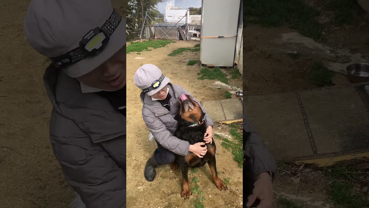 ロットワイラー老婆を襲う！