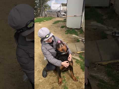 ロットワイラー老婆を襲う！