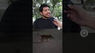 Adoptan Al Perrito Viral De Plaza Las Américas, Su Mejor Regalo De Navidad Es Tener Un Hogar