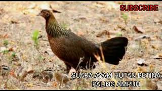 SUARA AYAM HUTAN BETINA AMPUH 100% SATU GEROMBOLAN PASTI DATANG