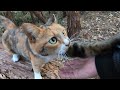 山に置いて行かれたと思い鳴いて父を呼ぶ娘猫