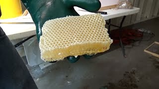 The privet is in the honey, and it's delicious! by Jeff Horchoff Bees 19,344 views 11 days ago 24 minutes