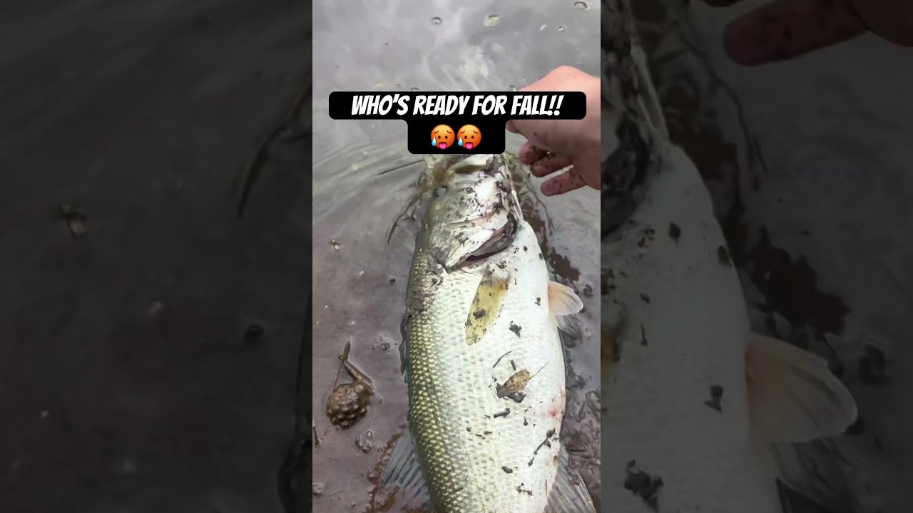 I Am How About Y All Bassfishing Fishing Sportfishing