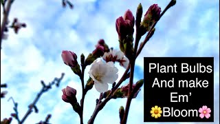Spring flower 🌷🌼🌸 Bulb Planting 2018