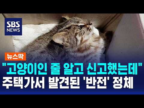 "I thought it was a cat".. The 'shocking' identity of an animal found in a residential area / New...