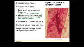 Becker Ch16 Part 1 Welsh Holes HumanA&P 2024 Release PPT Accessible