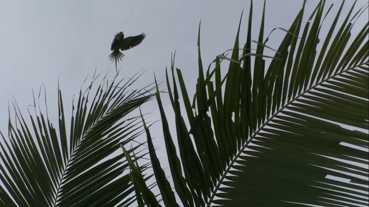 BURUNG BETET LIAR, PENGUASA POHON KELAPA 