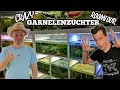 Crazy garnelenzchter aquariumzuchtanlage i roomtouraquabirne