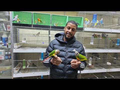 الجديد عند أمين أجيو نتولعو ونتعرفو أتمنة مختلف أنواع الطيور عشاق المولينا الفيشر إكزوتيك الدرة يويو