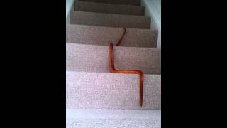 Snake on the stairs
