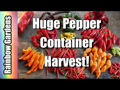 Video: Informasi Pasilla Bajio: Cara Menanam Paprika Pasilla Di Kebun