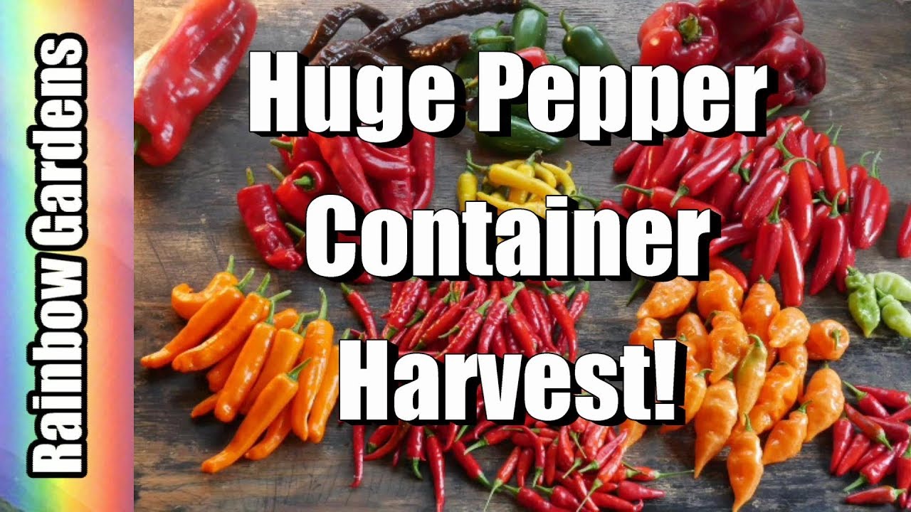 3 Gallon Containers! Huge Harvest! Peppers, Peppers, Peppers! YouTube