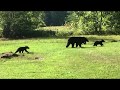 Black Bears in Cades Cove Great Smoky Mnts Gatlinburg Tennessee
