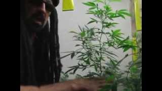 Jorge Cervantes - Ultimate Grow 3 Part 3