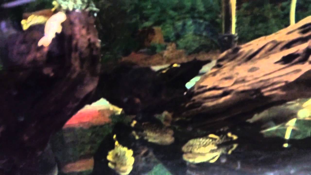 L018 Golden Nugget Plecos For Sale - YouTube