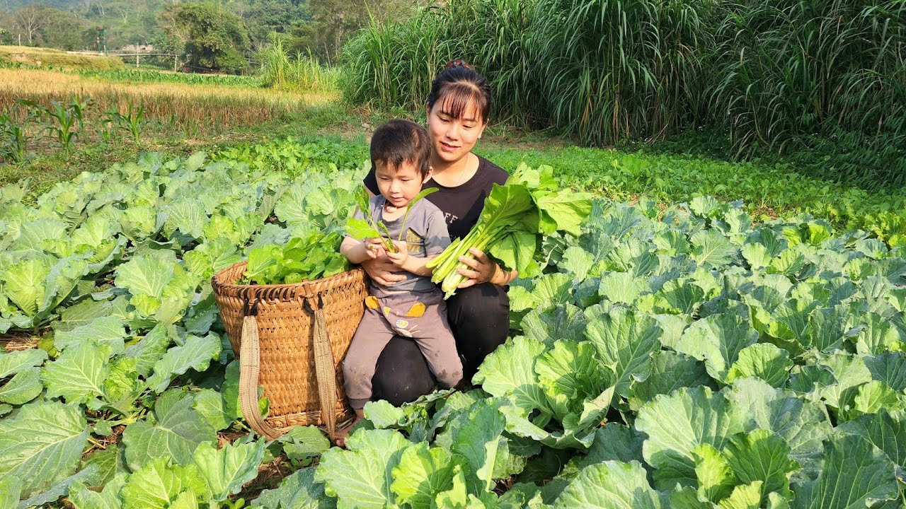 Single mother: harvesting green vegetables to sell at the market ...