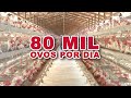 GRANJA MERGULHÃO - CONHEÇA TODO O MANEJO DA PRODUÇÃO DE OVOS.