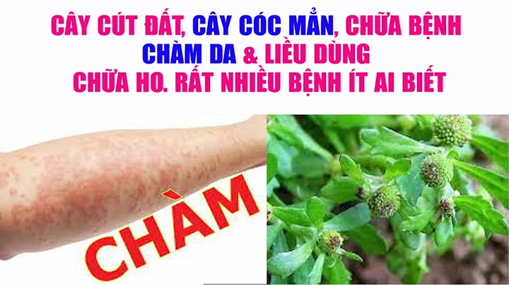 Cây chàm đất là cây gì năm 2024