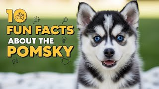 10 Fun Facts About the Pomsky Pomeranian Husky Mix