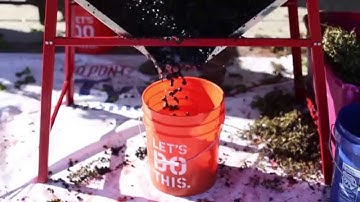 Making Homemade Wine - Selecting and Crushing the Grapes