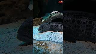 I Watched Wolf Eel Fish 1st Time