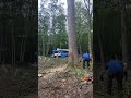 Dropping a Giant Tree #chainsaw