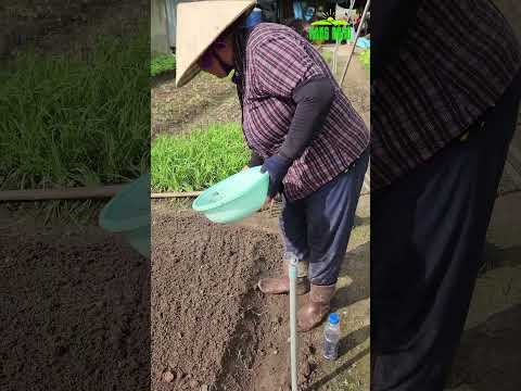 Video: Tỉ lệ hạt nảy mầm là bao nhiêu?