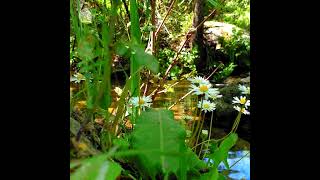 🌿Fresh Spring Ambience Meditation By A Peaceful River #Healingnaturesounds #Healingfrequencies