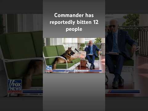 Biden’s dog commander bites again #shorts