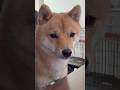 仕事中に視線を感じたので #豆柴 #柴犬