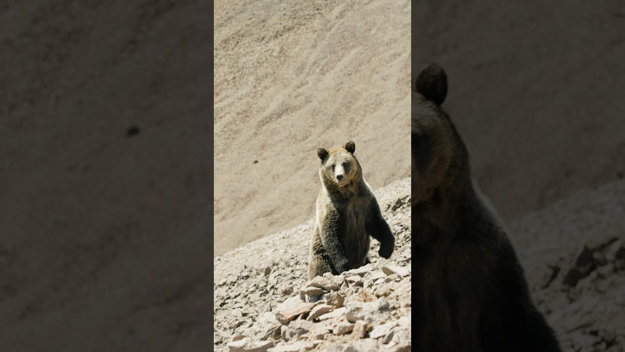 Face To Face With A Grizzly Bear