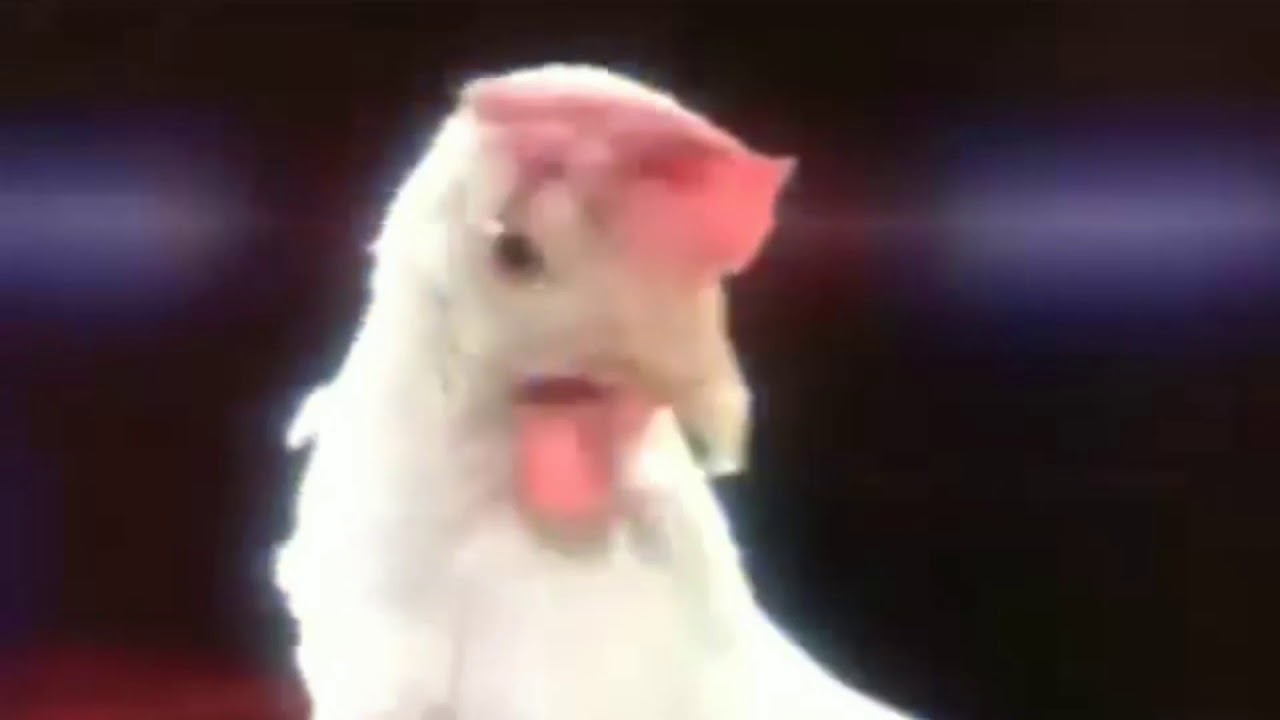 Слушать песню куры. Диско курица. Курицы на дискотеке. Курица дискотека Танцующая. Весёлая песня про курицу.