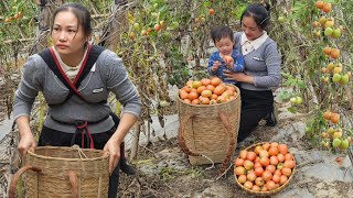 Harvest Tomato Garden Goes to market sell - Gardening, grow vegetable | daily life, live whit nature