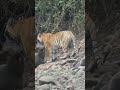 Tiger Killed Sambar Deer ЁЯШ ЁЯРЕЁЯРпЁЯР ЁЯР Chaava Tiger Tigerspotted Wildlife Indiansafari Nature Animals Tiger Killed Sambar Deer ЁЯШ ЁЯРЕЁЯРпЁЯР ЁЯР Chaava Tiger Tigerspotted Wildlife Indiansafari Nature Animals